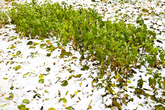 雪后 初雪