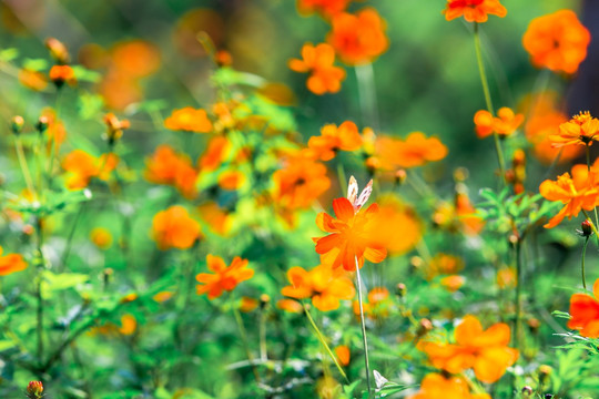 蝴蝶与花