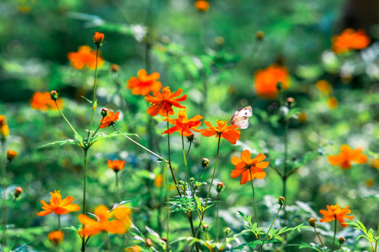 蝴蝶与花