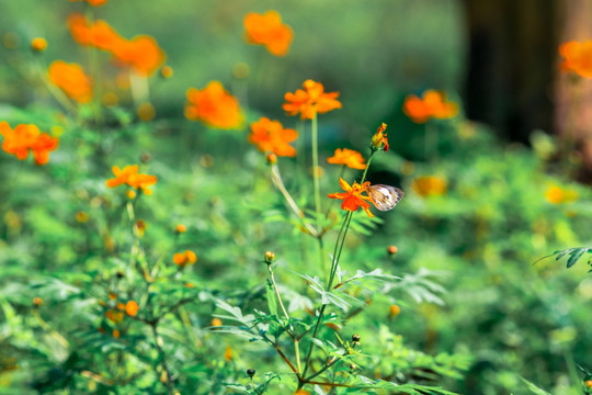 蝴蝶与花