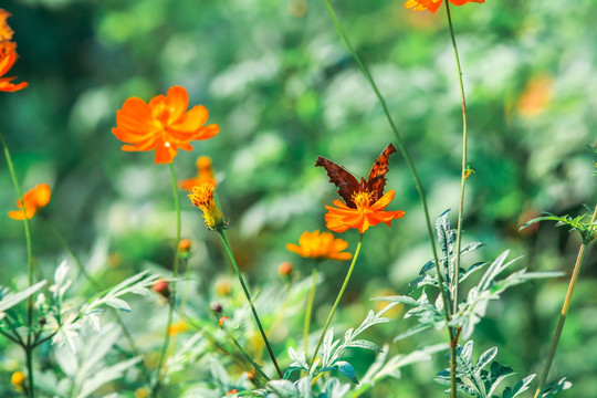 蝴蝶与花