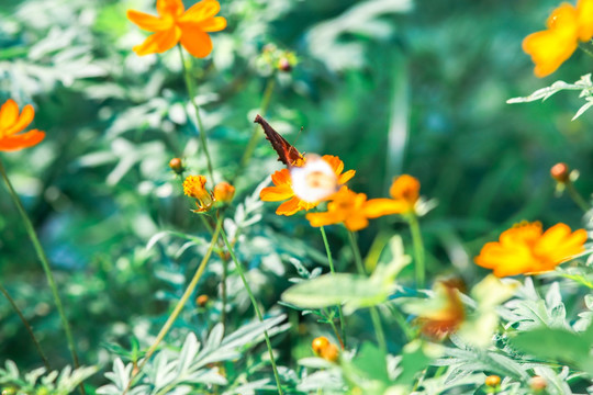 蝴蝶与花