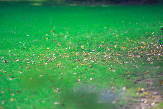 绿油油草地