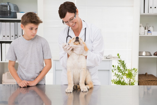 兽医为男孩的小狗做检查