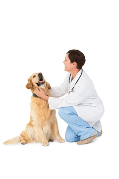 兽医微笑着为小狗做检查