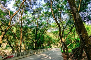 树林光影 阳光森林 树林背景