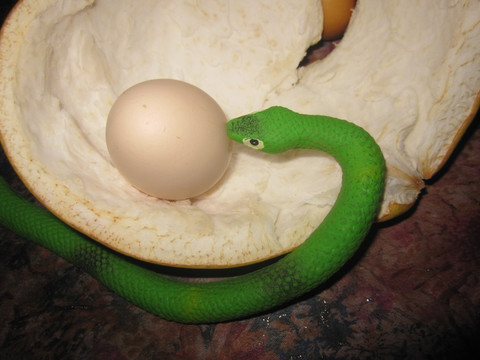 想吃鸡蛋的青竹蛇