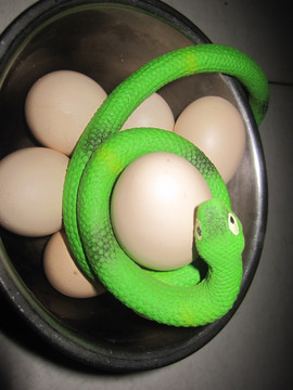 盘住鸡蛋的小青蛇