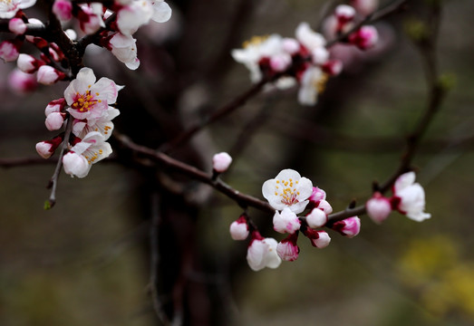 桃花