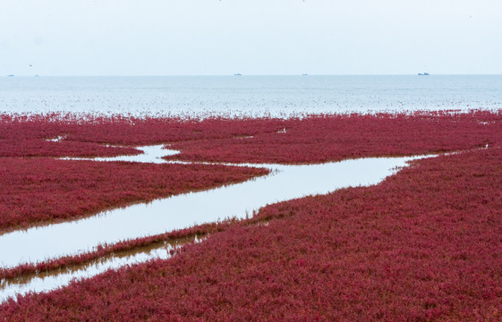 红海滩 碱蓬草