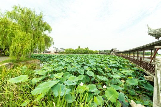 莲池禅院景观