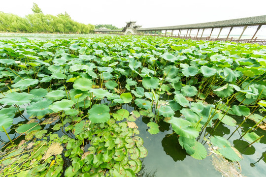 莲池禅院的莲花