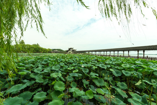 锦溪莲花