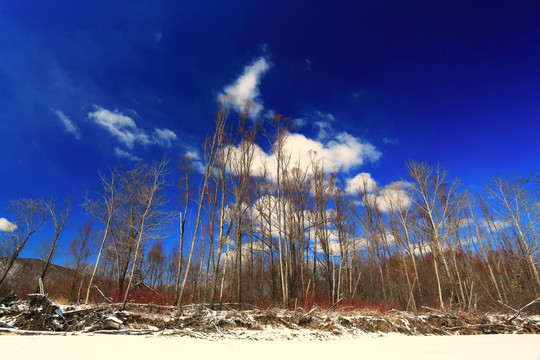 雪原红柳风景