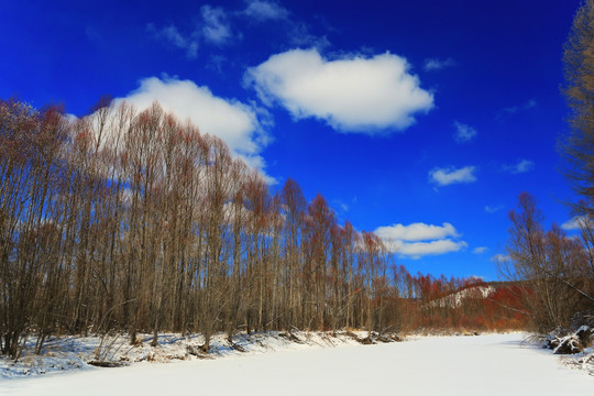 雪原红柳