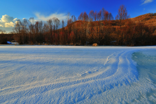 雪原红柳