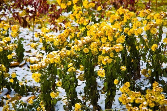 初雪 黄花