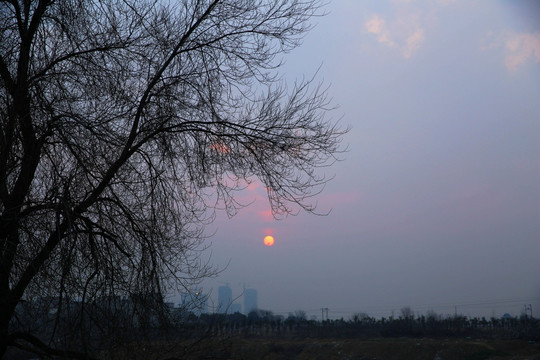 夕阳黄昏大树