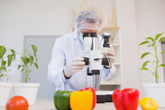 食品科学家通过显微镜观察