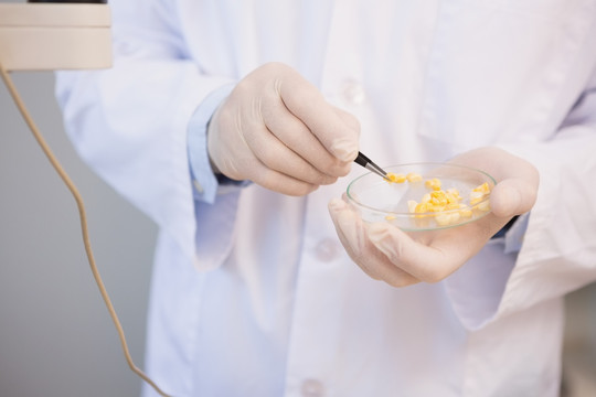 科学家检查培养皿的玉米种子