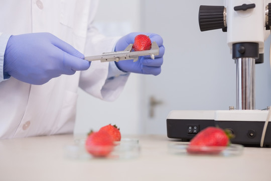 科学家测量草莓