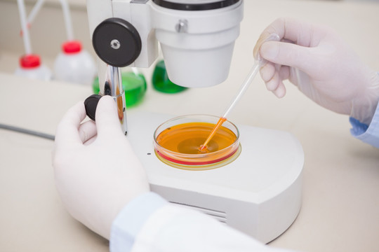 科学家用显微镜检查培养皿