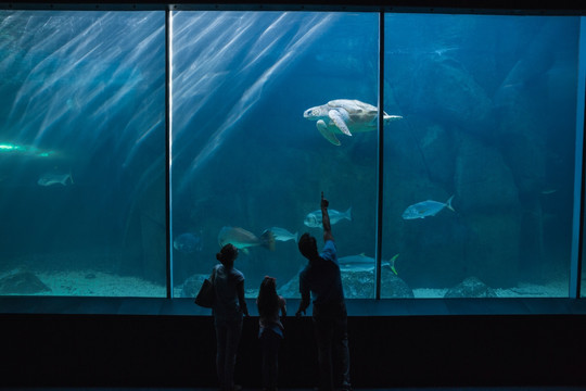 在水族馆看鱼的一家人