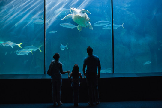 在水族馆看鱼的一家人