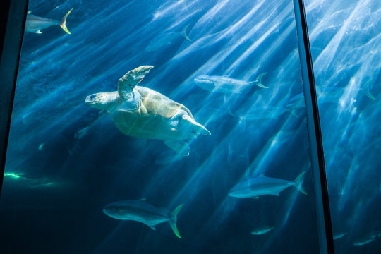 水族馆里的鱼类