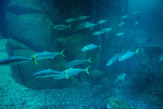 水族馆里的鱼