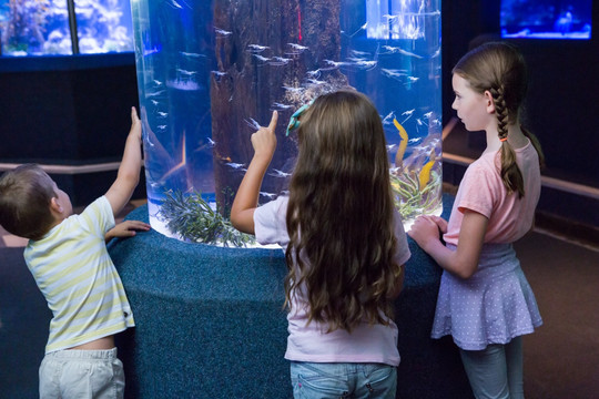 孩子们看着鱼缸里的鱼