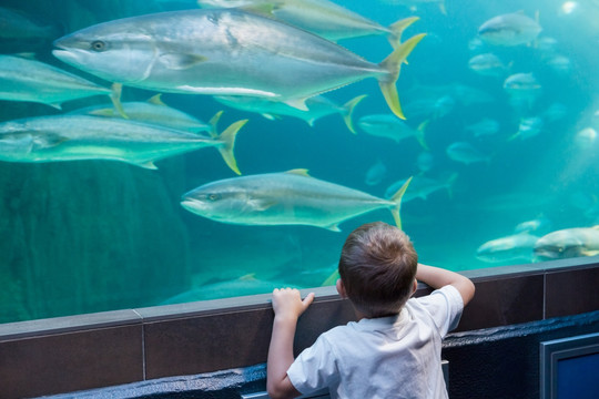 小男孩看着鱼缸里的鱼