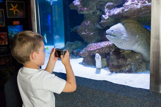 在给鱼缸里的鱼拍照的男孩