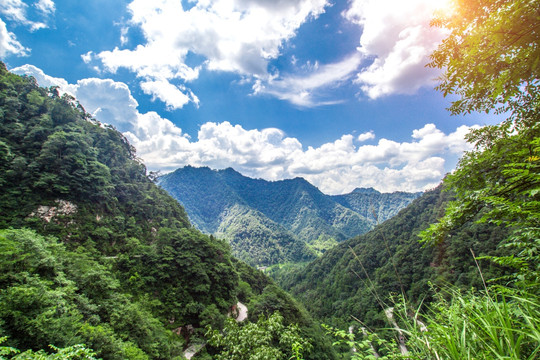 绿树青山