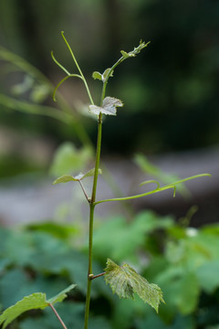 葡萄树嫩芽