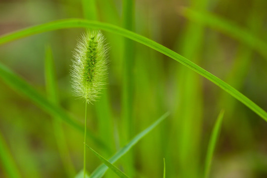 狗尾草