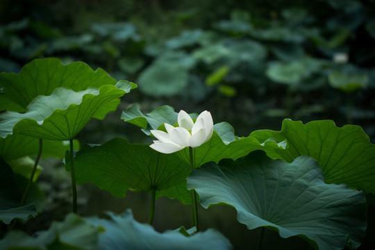 荷花摄影