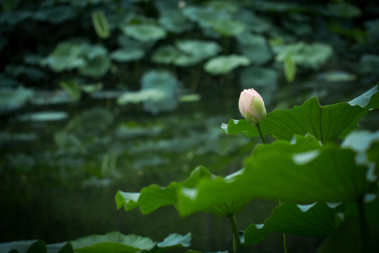 荷花