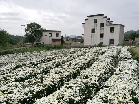 菊花种植