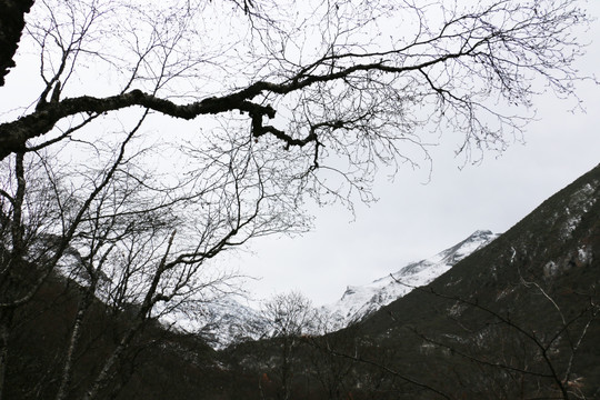 枯树雪山