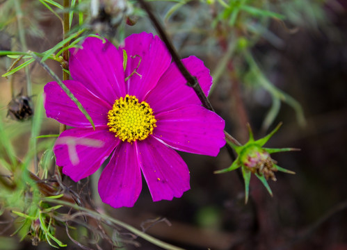 格桑花