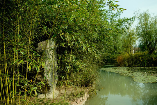 溪水边的竹林
