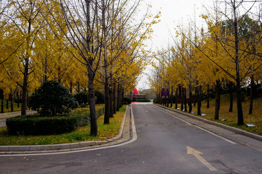秋天 黄色 落叶 黄叶 树叶