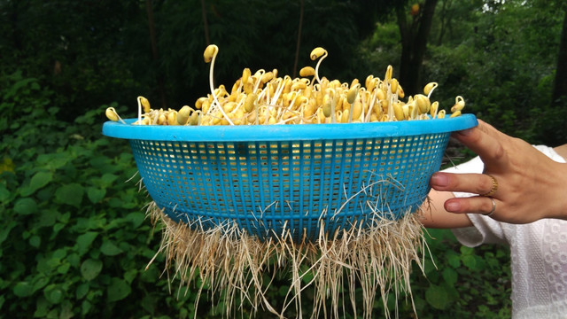 豆芽 手机摄影