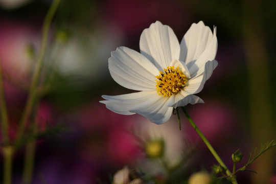 格桑花