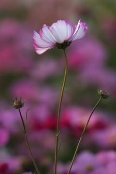 格桑花