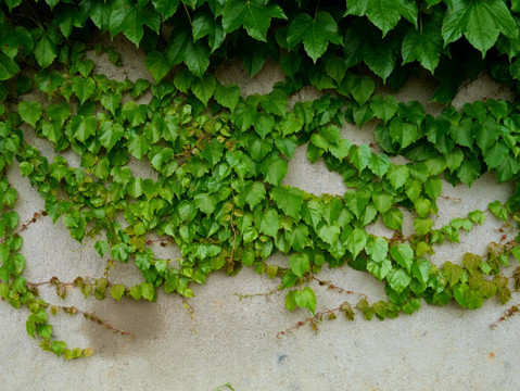 植物墙