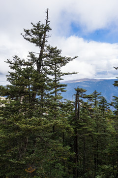 红拉山 原始森林 竖片