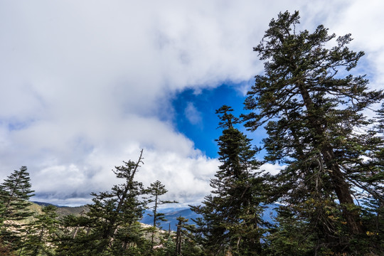 红拉山 原始森林