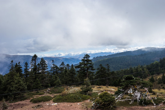 红拉山 原始森林 神树